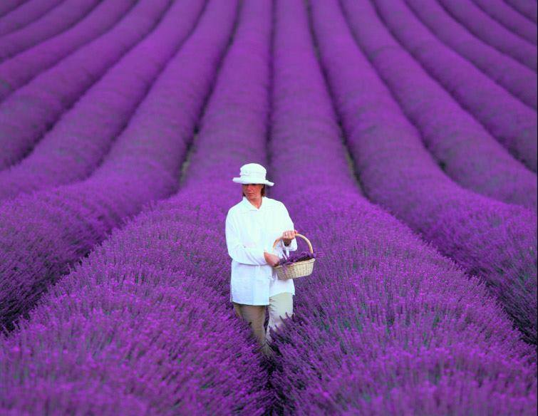 victoria-lavender-store-and-farm